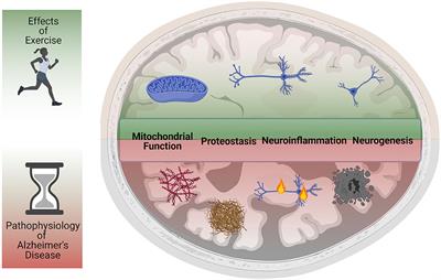 Forgot to Exercise? Exercise Derived Circulating Myokines in Alzheimer's Disease: A Perspective